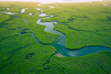 Gambia Mangroves. Aerial view of mangrove forest in Gambia. Photo made by drone from above. Africa...