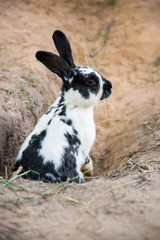 Cute black white rabbit digging hole in the ground