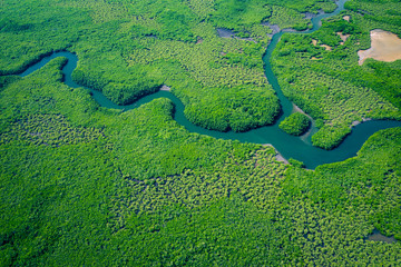 Gambia Mangroves. Aerial view of mangrove forest in Gambia. Photo made by drone from above. Africa...