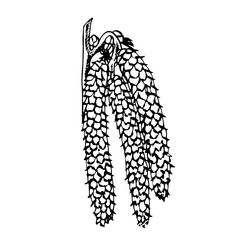 Realistic illustration of hazelnuts. Set of graphic hazelnuts elements, hand painted isolated on a white background.