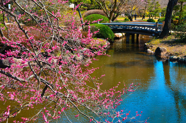 Fototapeta premium beautiful garden with lake and bridge in japanese style