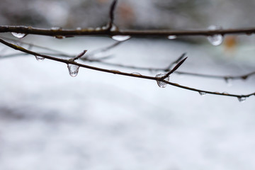 Detail of naked tree branches in winter