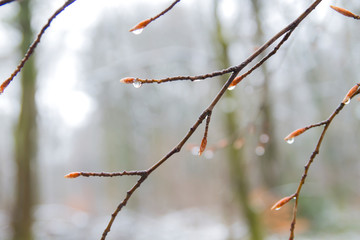 Detail of naked beech tree in winter