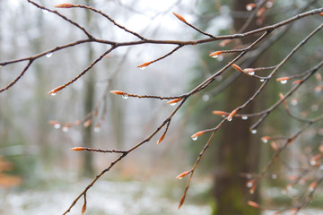 Naked beech tree branches in winter