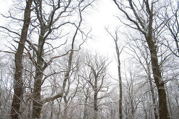 Fototapeta premium Naked trees and snow in wintry forest