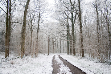 Dirt road in winter woodland