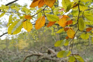 Beech tree foliage with autumnal colors