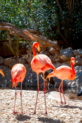 Pink flamingo birds. Gran Canaria, Canary Islands, Spain