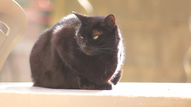 puce chat id