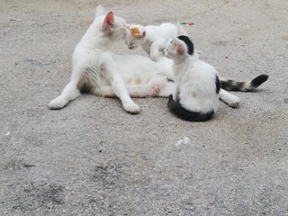 Mother cat with puppies