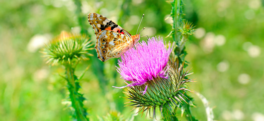 Beautiful butterfly on a pink thistle. Wide photo . © alinamd