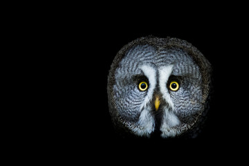 Great gray owl with a black background - Powered by Adobe