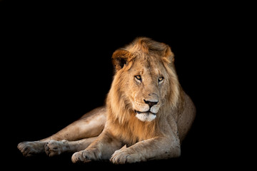 Obraz premium Lion with a black background
