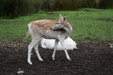 bambi looking deer in new zealand