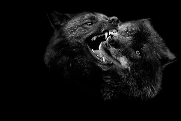 Two Black wolf fighting with a black background © AB Photography