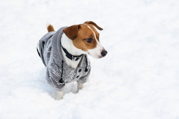 Cute Jack Russell Terrier dog wearing hoodie covered with snow