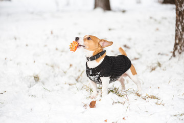 Funny small Jack Russell Terrier dog with toy wearing black sweater