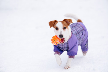 Funny dog dressed in waterproof suit looking into camera