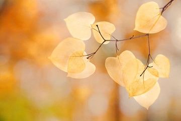 tree branch with yellow leaves on autumn background