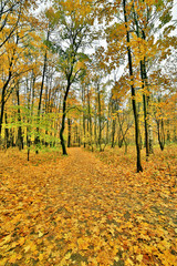 dark gold maples in autumn park
