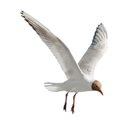 one flying black-head isolated gull photo