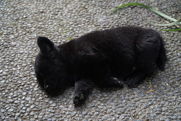 cute black dog puppy lying on the ground
