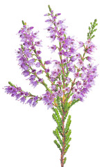 Fototapeta premium blossoming fine lilac heather branch on white