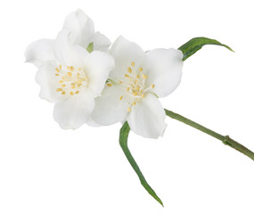 Naklejka na ściany i meble jasmine isolated branch with three white blooms