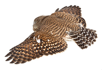 Owl isolated on white background