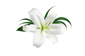 One big white lily flower with green leaves on white background isolated close up, beautiful lilly...