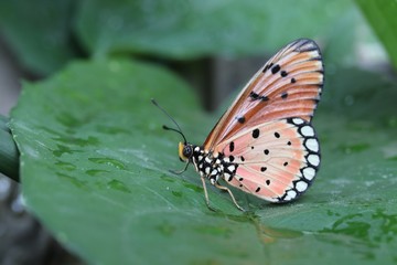 Fototapeta na wymiar butterfly on a green leaf