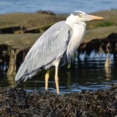HERON CENDRE