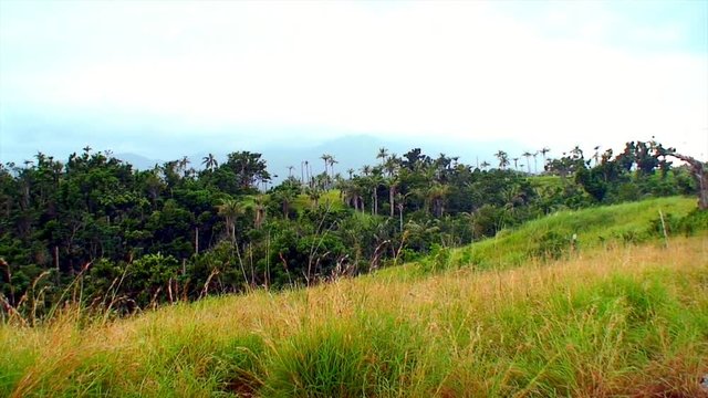 Tropical forest on mountain slope on cloudy day ayt Mindoro, Philippines