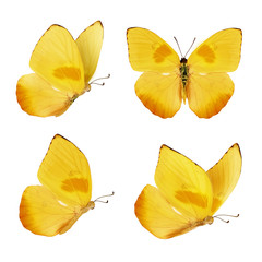 Set of four beautiful yellow butterflies. Phoebis philea butterfly isolated on white background....