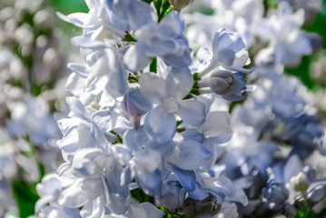 white flowers in spring