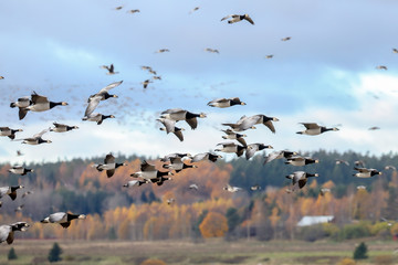 Large number of geese in autumn