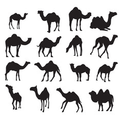 Set of camel Silhouette collection vector illustration with many style different. camel isolated on white background