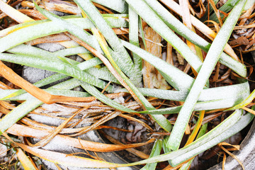 autumn leaves on ground
