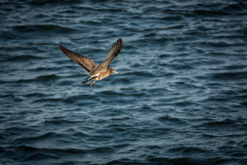 Fototapeta na wymiar Flying seabird