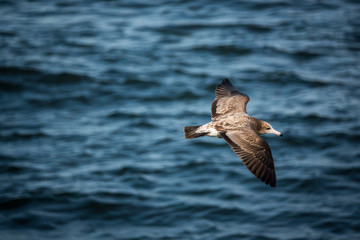 Flying seabird