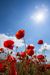 Fototapeta premium the poppies field