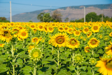 sunflowers, sunflowers farm, sunflowers from Thailand country