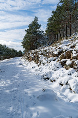 Snowy forest of the Sierra de Guadarrama of Madrid.
