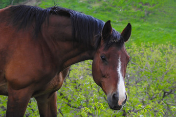 Fototapeta premium Stallone in primo piano su sfondo prato