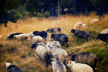 Flock of sheep domestic agriculture animals. Beautiful rural scenery, forrest landscape. Livestock farming.