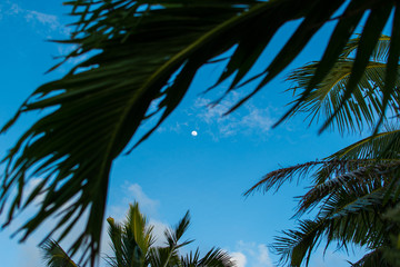 Moon rises on top of palm trees and blue sky