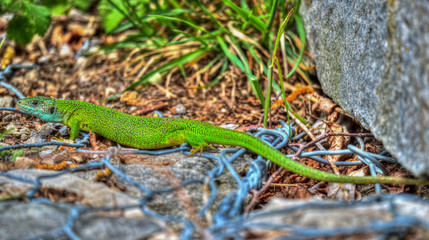 Lazerta viridis. European lizard