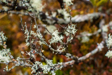 Lichen on a tree branch