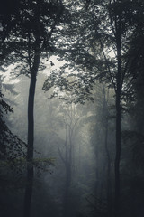 Obraz na płótnie Canvas Dark foggy forest