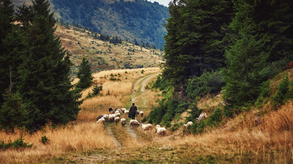 Fototapeta na wymiar Shepherd and flock of sheep domestic agriculture animals. Beautiful rural scenery, forrest landscape. Livestock farming.